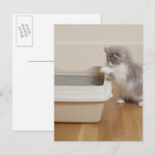 Persian Kitten kijkt naar de vuilnisbak Briefkaart (Voorkant / Achterkant)