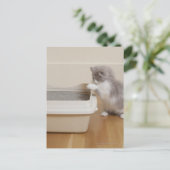 Persian Kitten kijkt naar de vuilnisbak Briefkaart (Staand voorkant)