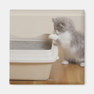 Persian Kitten kijkt naar de vuilnisbak Magneet