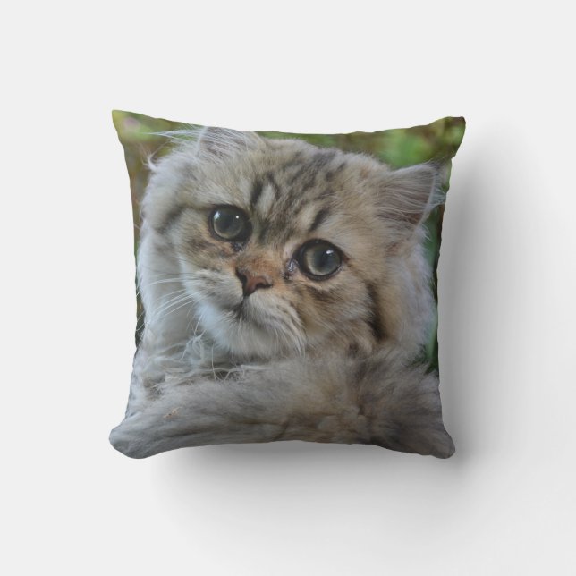  Persian Kitten Kussen (Voorkant)