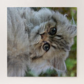 Persian Kitten Legpuzzel (Horizontaal)