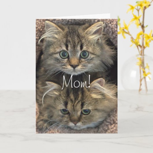 Persian Kitten Moederdag Kaart (Gele Bloem)