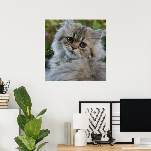  Persian Kitten Poster (Thuiskantoor)