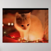 Persian Kitten Poster - Zacht Bont & Grote Ogen -