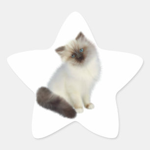 Persian Kitten Ster Sticker
