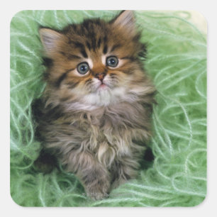 Persian Kitten Vierkante Sticker