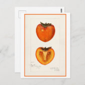 Persimmon  botanische illustratie briefkaart (Voorkant / Achterkant)