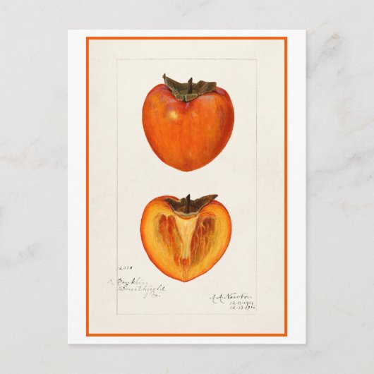 Persimmon  botanische illustratie briefkaart (Voorkant)