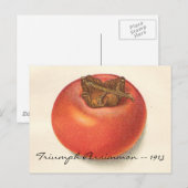  Persimmon-Briefkaart Briefkaart (Voorkant / Achterkant)