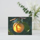 persimmon-briefkaart briefkaart (Staand voorkant)