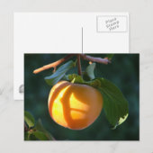 persimmon-briefkaart briefkaart (Voorkant / Achterkant)
