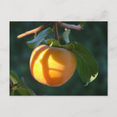 persimmon-briefkaart briefkaart (Voorkant)