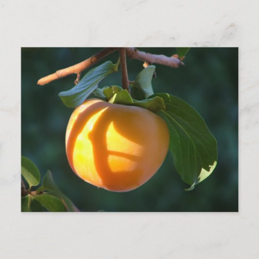 persimmon-briefkaart briefkaart (Voorkant)
