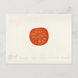 Persimmon (Diospyros) Waterverf-schilfers Briefkaart