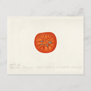 Persimmon (Diospyros) Waterverf-schilfers Briefkaart