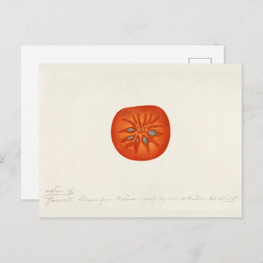 Persimmon (Diospyros) Waterverf-schilfers Briefkaart (Voorkant / Achterkant)