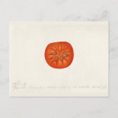 Persimmon (Diospyros) Waterverf-schilfers Briefkaart (Voorkant)