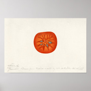 Persimmon (Diospyros) Waterverf-schilfers Poster