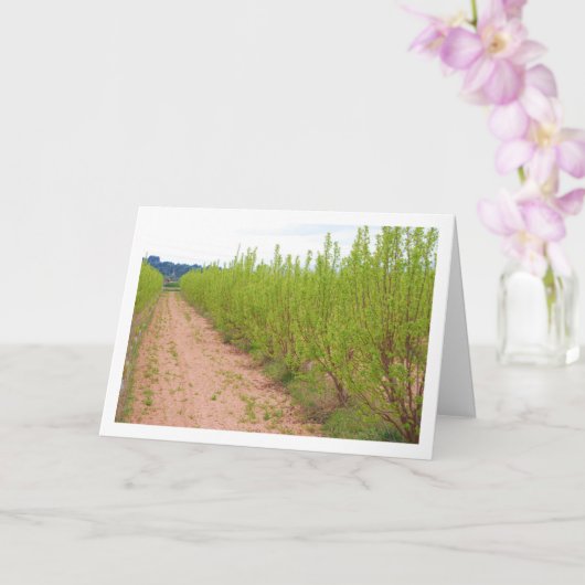 Persimmon Trees in de lente Kaart (Orchidee)