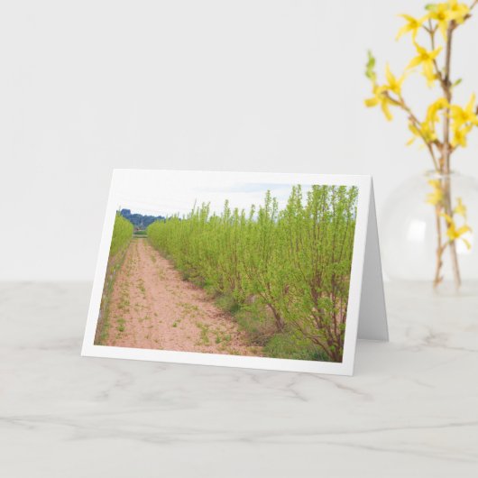 Persimmon Trees in de lente Kaart (Gele Bloem)