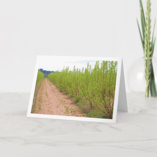 Persimmon Trees in de lente Kaart (Voorkant)