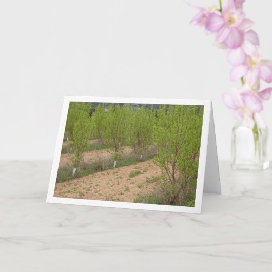 Persimmon Trees in de lente Kaart (Orchidee)