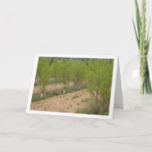 Persimmon Trees in de lente Kaart (Voorkant)