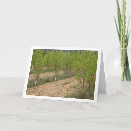 Persimmon Trees in de lente Kaart (Voorkant)