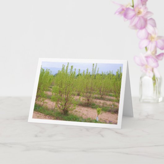 Persimmon Trees op lentaart Kaart (Orchidee)