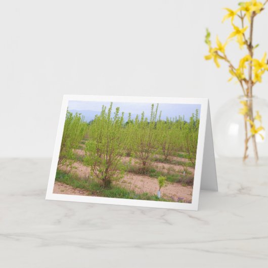 Persimmon Trees op lentaart Kaart (Gele Bloem)