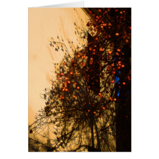 Persimmons (Voorkant)