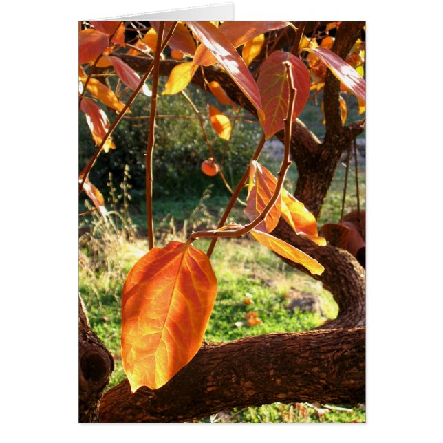 Persimmons (Voorkant)