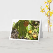 Persimons in boomportret kaart (Gele Bloem)