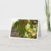 Persimons in boomportret kaart (Voorkant)