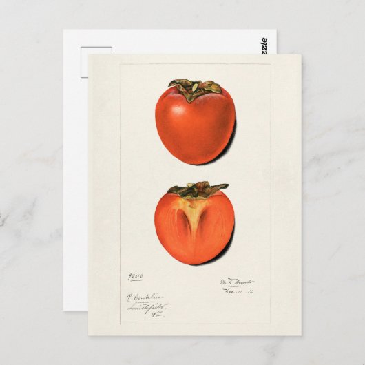  persimons Waterverf Briefkaart (Voorkant / Achterkant)