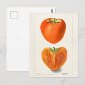 persimons Waterverf Briefkaart (Voorkant / Achterkant)