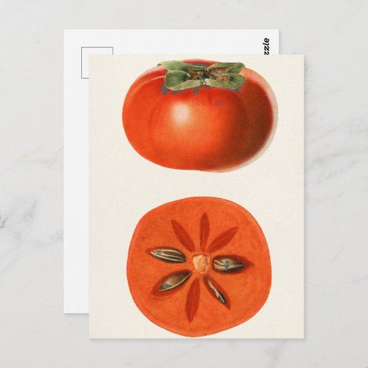 Persimons Waterverf schilderen Briefkaart (Voorkant / Achterkant)