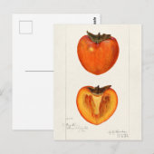 Persimons Waterverf schilderen Briefkaart (Voorkant / Achterkant)