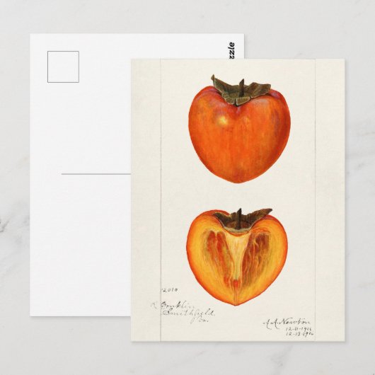 Persimons Waterverf schilderen Briefkaart (Voorkant / Achterkant)