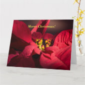 Personaliseer Kerstmis Rode poinsettia in bloei Kaart (Gele Bloem)