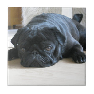 Personaliseer leuke zwarte Pug-puppyaccessoires na Tegeltje
