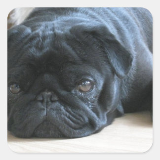 Personaliseer leuke zwarte Pug-puppyaccessoires na Vierkante Sticker