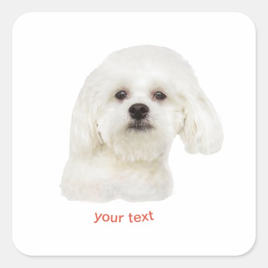 Personaliseer Maltese hond Vierkante Sticker (Voorkant)