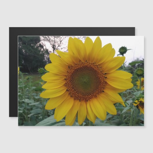 Personalized Image Magnetic Business Display Card (Voorkant / Achterkant)