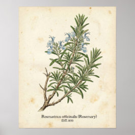 Personalized Vintage Rosemary Herb Botanical Poster