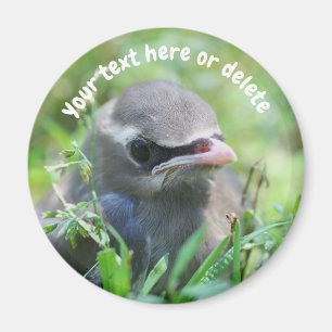 Persoonlijke baby-waxwing vogel natuur magneet