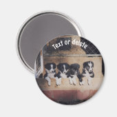 Persoonlijke Border Collie Pups Magneet (Voorkant / Achterkant)