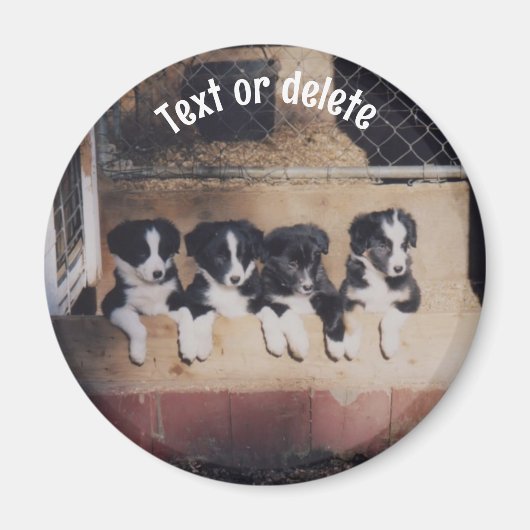 Persoonlijke Border Collie Pups Magneet (Voorkant)
