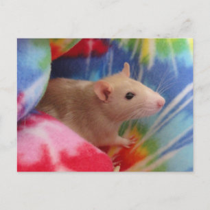Persoonlijke Cute Dumbo Rat Foto Ansichtkaart Briefkaart