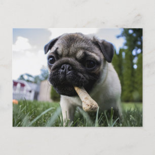 Persoonlijke foto en naam van Pug Dog Briefkaart